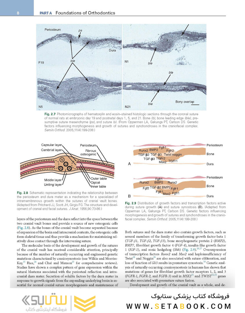 Orthodontics : Current Principles and Techniques