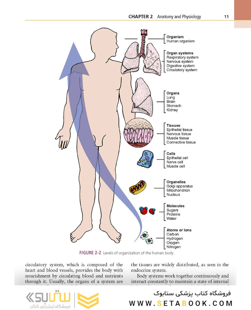 Procedures in Phlebotomy, 4th Edition