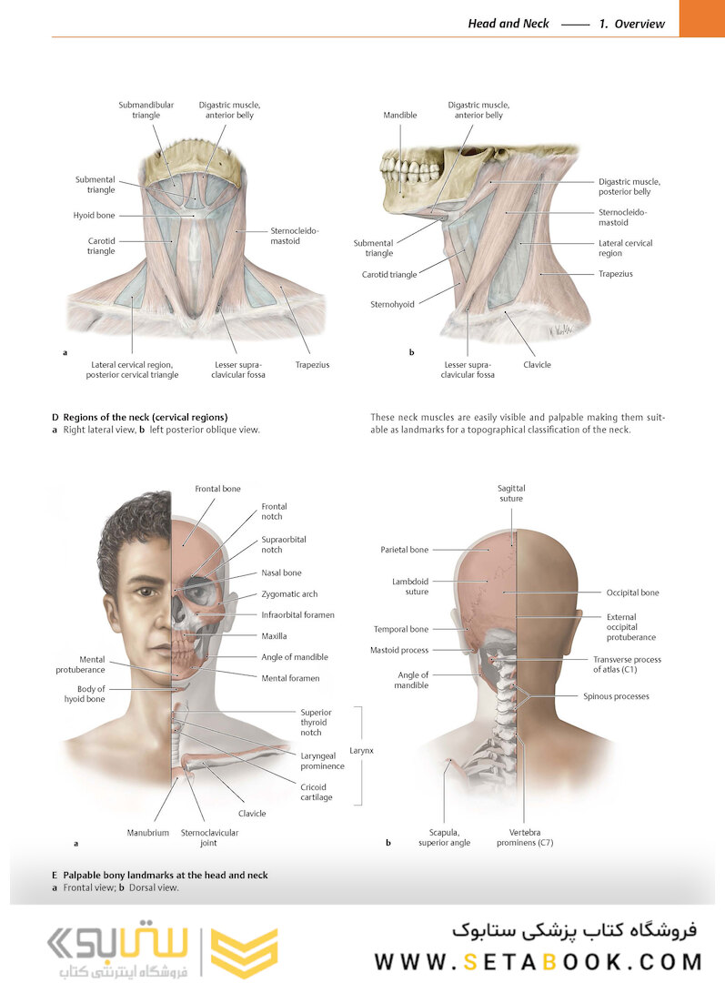 2020 Head, Neck, and Neuroanatomy (THIEME Atlas of Anatomy) 3rd Edition