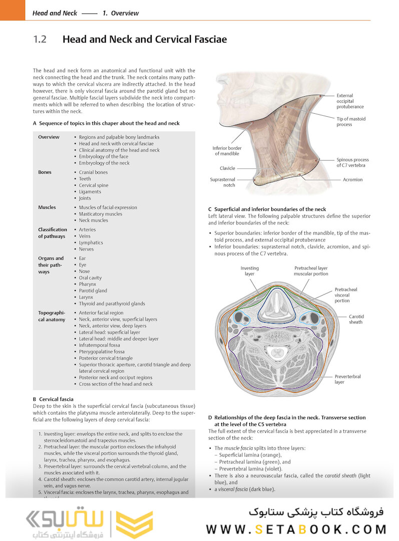 2020 Head, Neck, and Neuroanatomy (THIEME Atlas of Anatomy) 3rd Edition