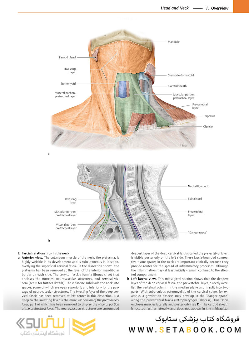 2020 Head, Neck, and Neuroanatomy (THIEME Atlas of Anatomy) 3rd Edition