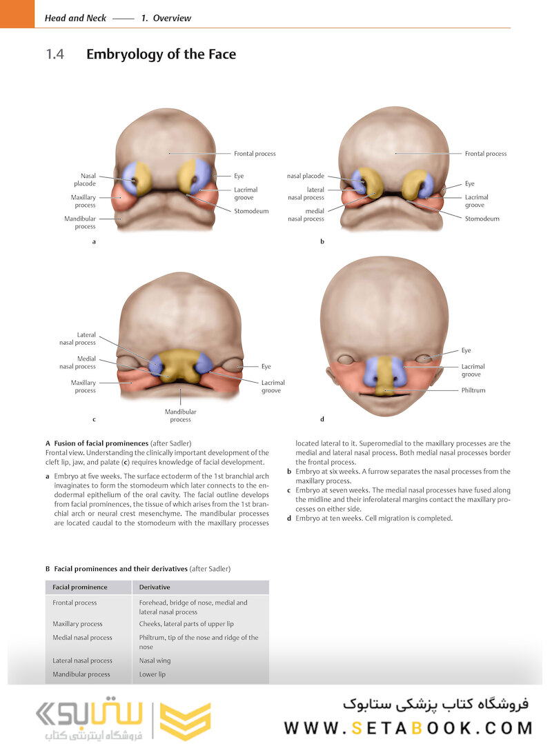 2020 Head, Neck, and Neuroanatomy (THIEME Atlas of Anatomy) 3rd Edition