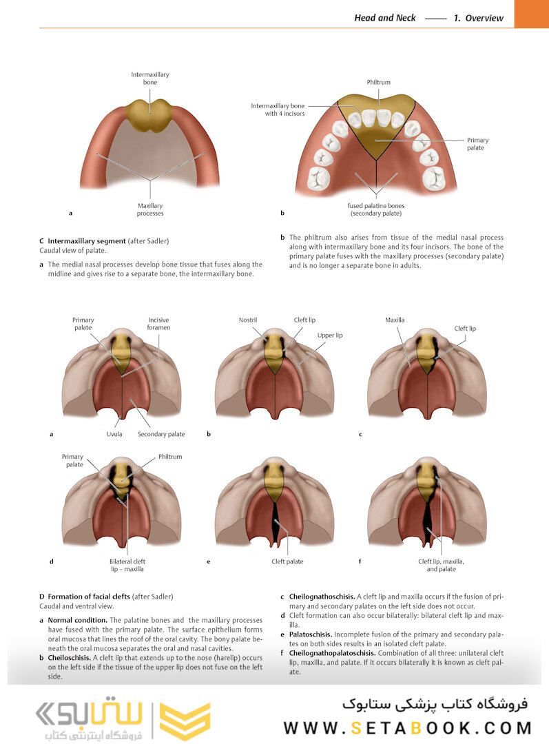 2020 Head, Neck, and Neuroanatomy (THIEME Atlas of Anatomy) 3rd Edition