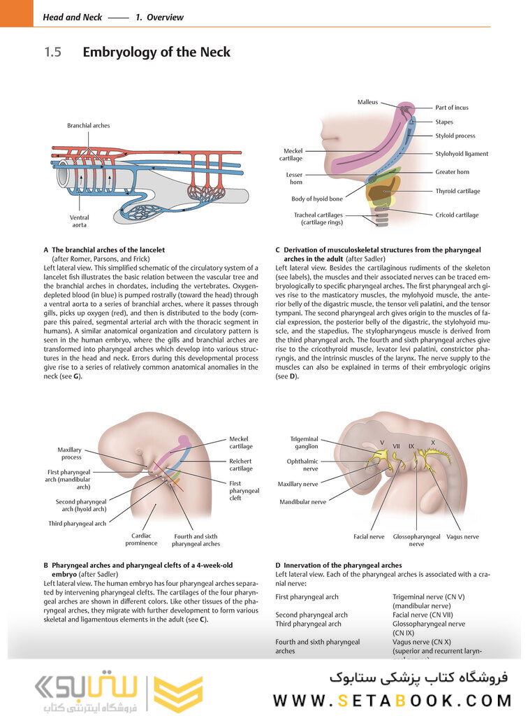 2020 Head, Neck, and Neuroanatomy (THIEME Atlas of Anatomy) 3rd Edition