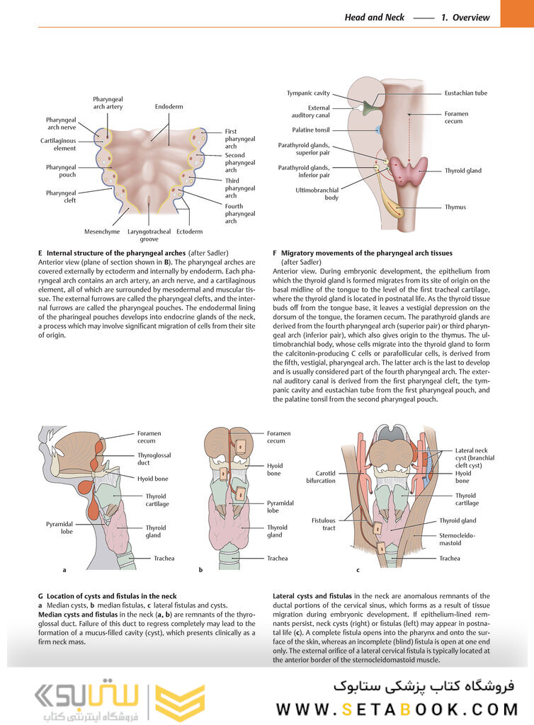 2020 Head, Neck, and Neuroanatomy (THIEME Atlas of Anatomy) 3rd Edition