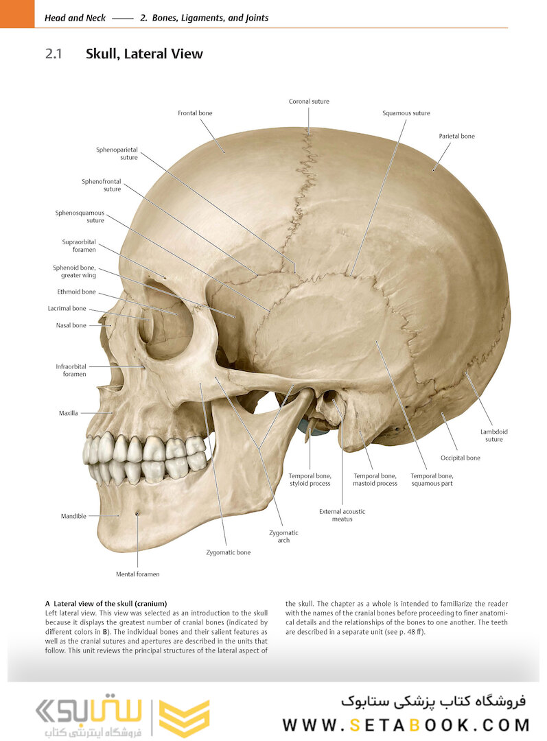 2020 Head, Neck, and Neuroanatomy (THIEME Atlas of Anatomy) 3rd Edition