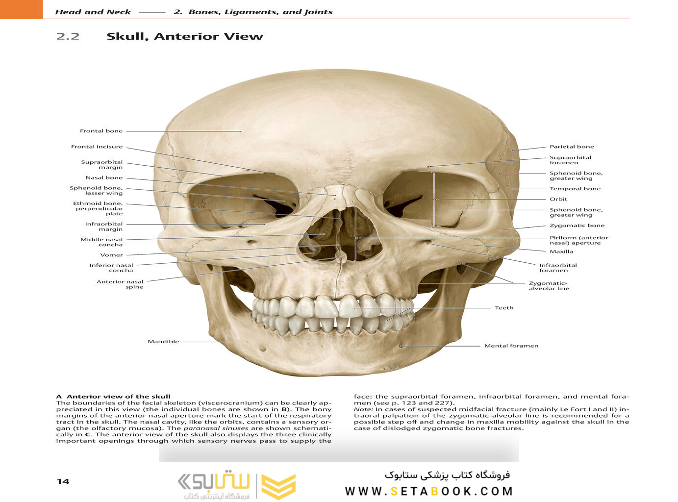 2020 Head, Neck, and Neuroanatomy (THIEME Atlas of Anatomy) 3rd Edition