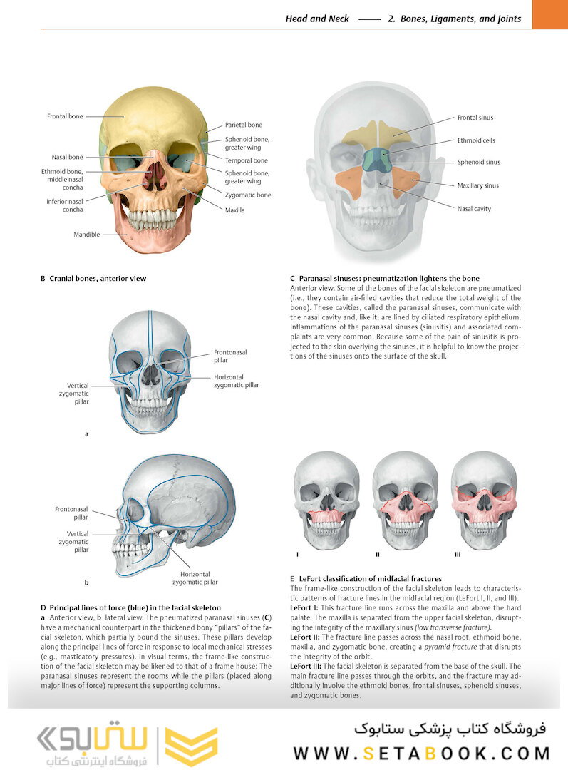 2020 Head, Neck, and Neuroanatomy (THIEME Atlas of Anatomy) 3rd Edition