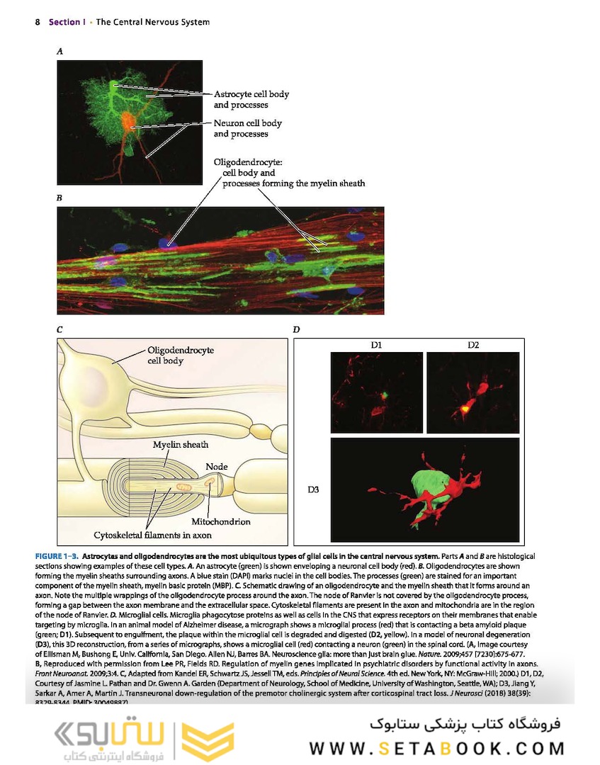 Neuroanatomy Text and Atlas, Fifth Edition 5th Edition