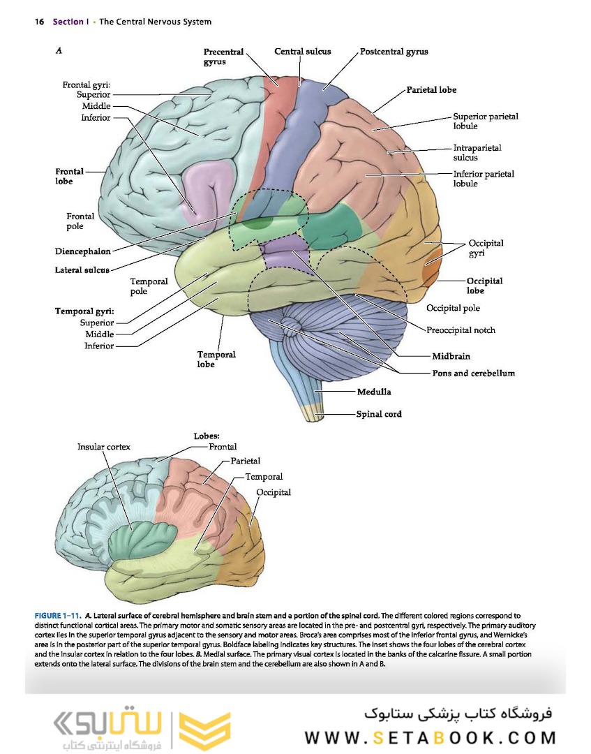 Neuroanatomy Text and Atlas, Fifth Edition 5th Edition