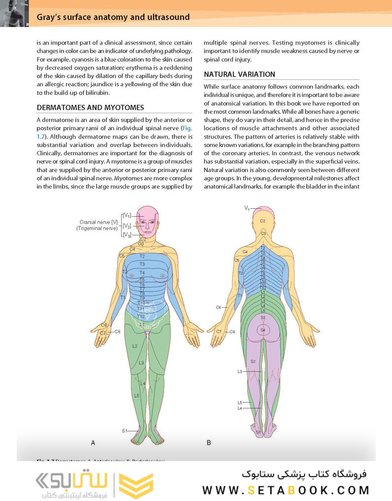 Gray’s Surface Anatomy and Ultrasound: A Foundation for Clinical Practice 2018