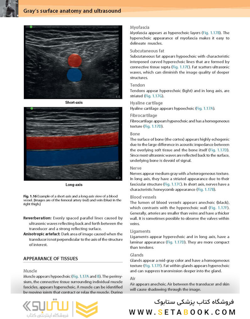 Gray’s Surface Anatomy and Ultrasound: A Foundation for Clinical Practice 2018
