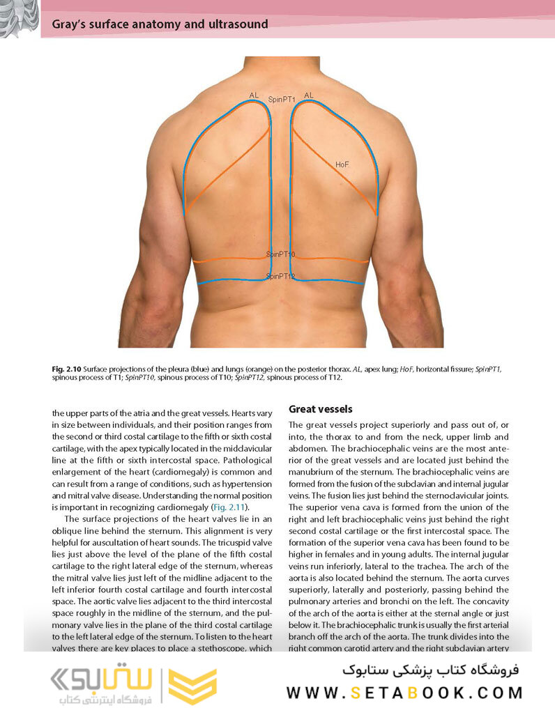 Gray’s Surface Anatomy and Ultrasound: A Foundation for Clinical Practice 2018