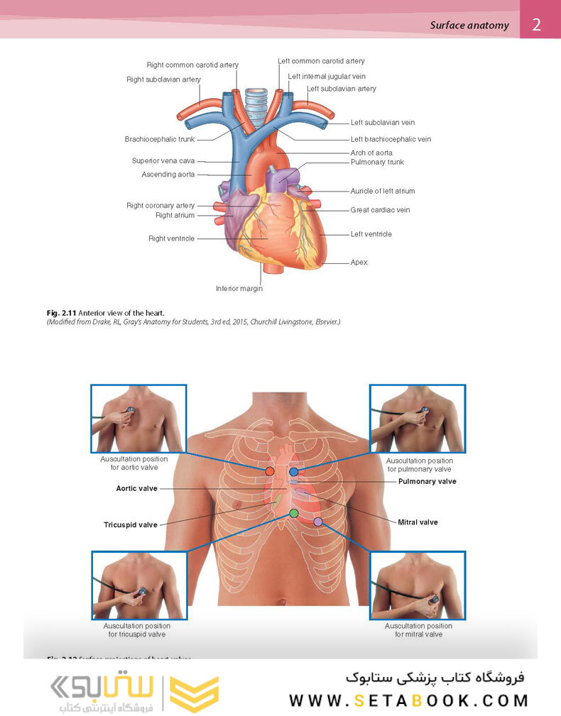 Gray’s Surface Anatomy and Ultrasound: A Foundation for Clinical Practice 2018