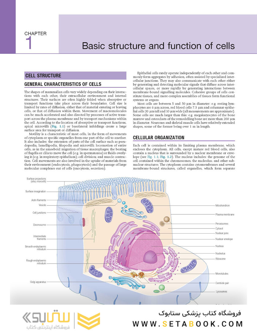 Gray’s Anatomy: The Anatomical Basis of Clinical Practice 41st Edition2015 آناتومی: مبانی تشریحی تمرین بالینی
