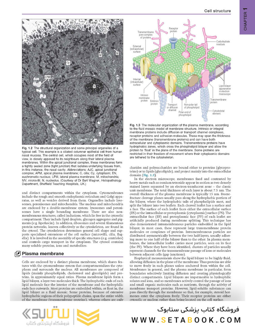 Gray’s Anatomy: The Anatomical Basis of Clinical Practice 41st Edition2015 آناتومی: مبانی تشریحی تمرین بالینی