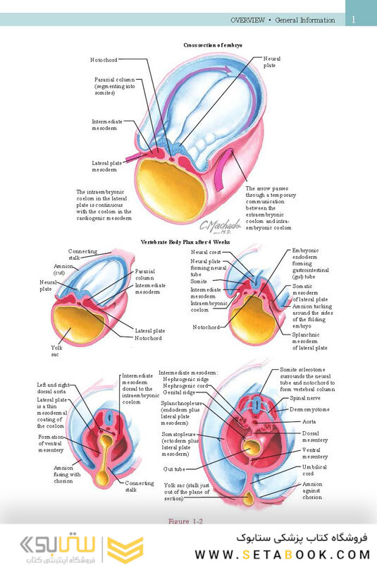 Netter’s Head and Neck Anatomy for Dentistry, 3rd Edition 2017