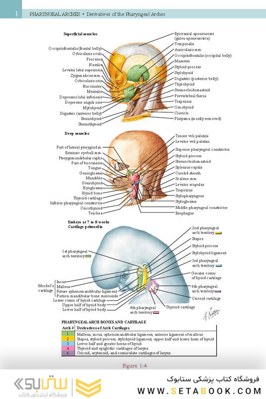Netter’s Head and Neck Anatomy for Dentistry, 3rd Edition 2017