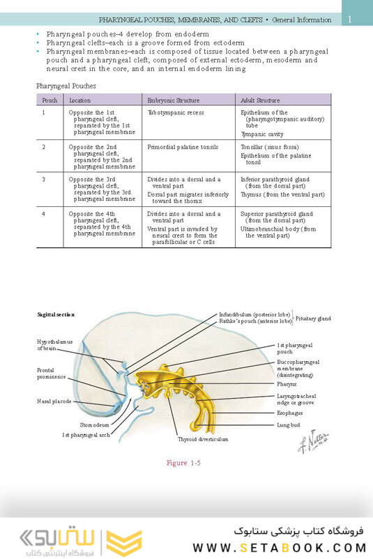 Netter’s Head and Neck Anatomy for Dentistry, 3rd Edition 2017
