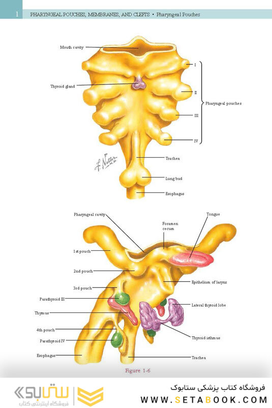 Netter’s Head and Neck Anatomy for Dentistry, 3rd Edition 2017