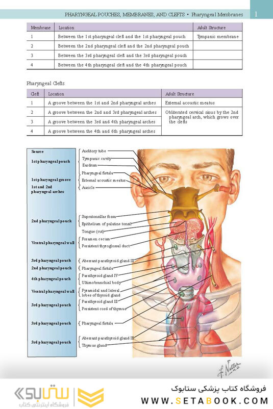 Netter’s Head and Neck Anatomy for Dentistry, 3rd Edition 2017