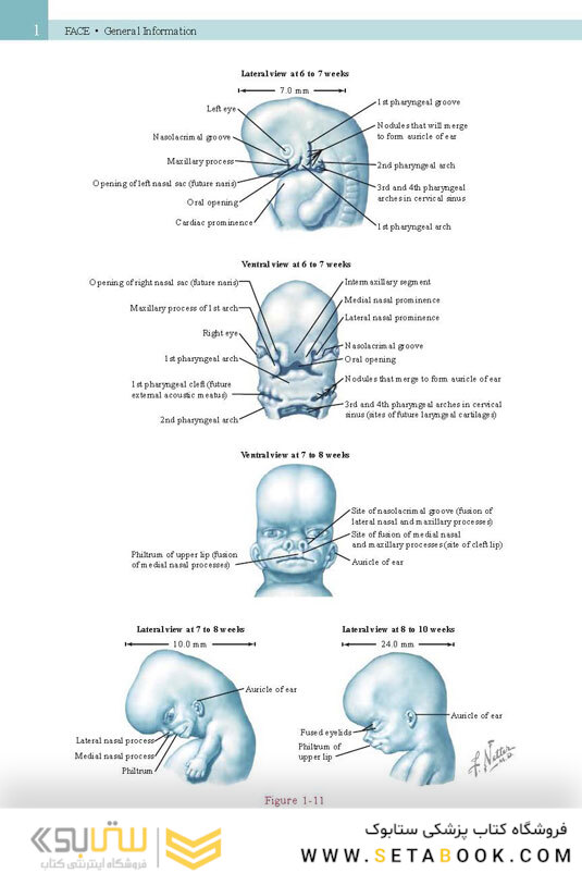 Netter’s Head and Neck Anatomy for Dentistry, 3rd Edition 2017