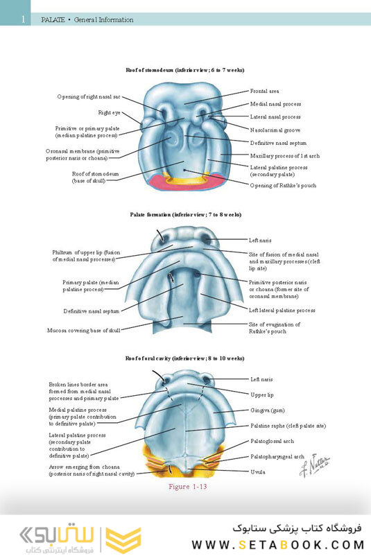 Netter’s Head and Neck Anatomy for Dentistry, 3rd Edition 2017
