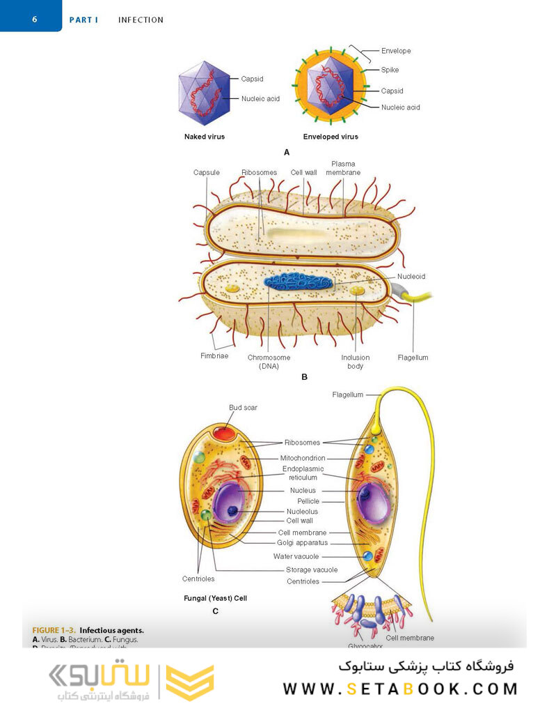 Sherris Medical Microbiology 7th-Edition 2018