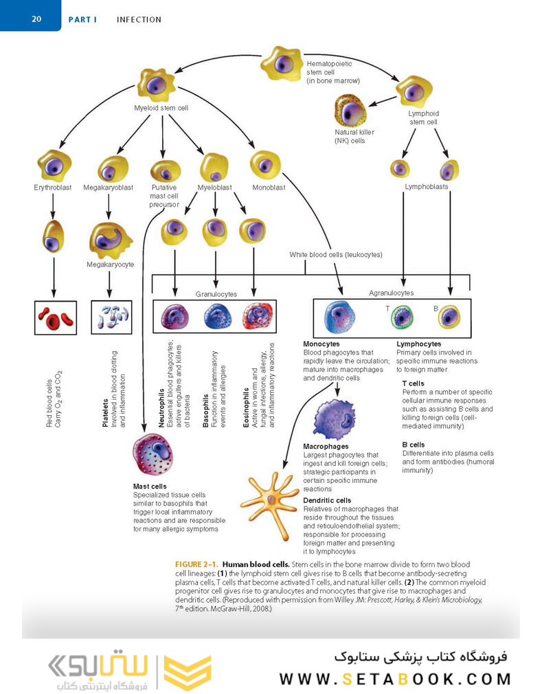Sherris Medical Microbiology 7th-Edition 2018