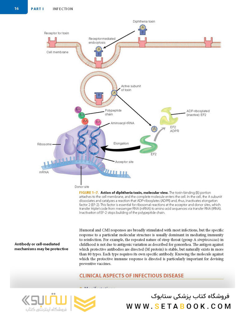 Sherris Medical Microbiology 7th-Edition 2018