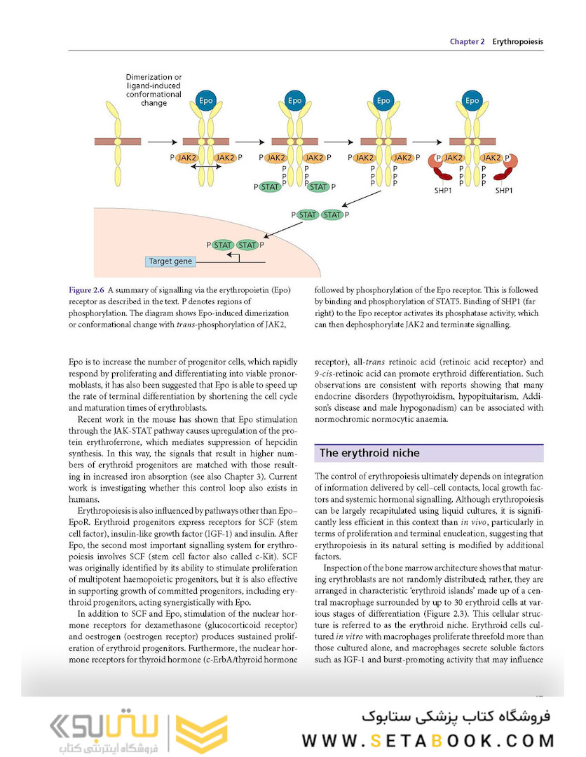 Postgraduate Haematology 7th Edition 2016