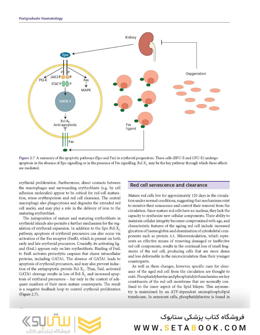 Postgraduate Haematology 7th Edition 2016