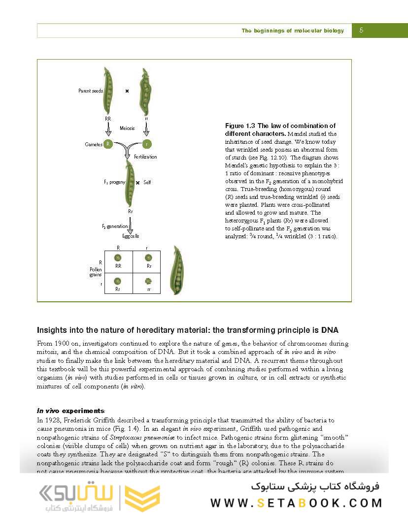 Fundamental Molecular Biology, 1st Edition2007