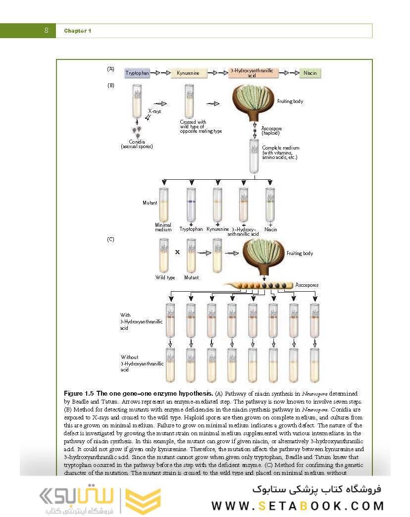 Fundamental Molecular Biology, 1st Edition2007