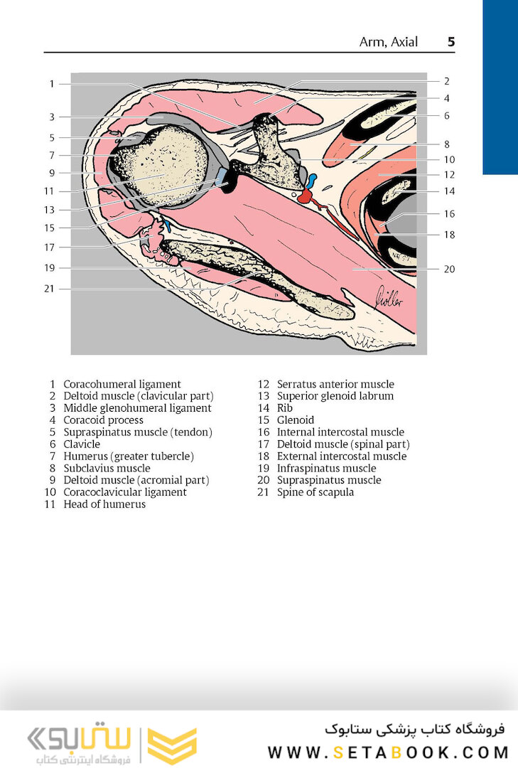 Pocket Atlas of Sectional Anatomy, Volume III, 2nd Edition 2017