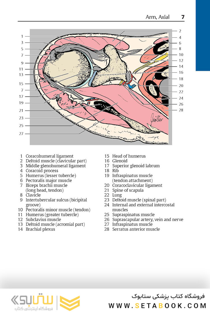 Pocket Atlas of Sectional Anatomy, Volume III, 2nd Edition 2017
