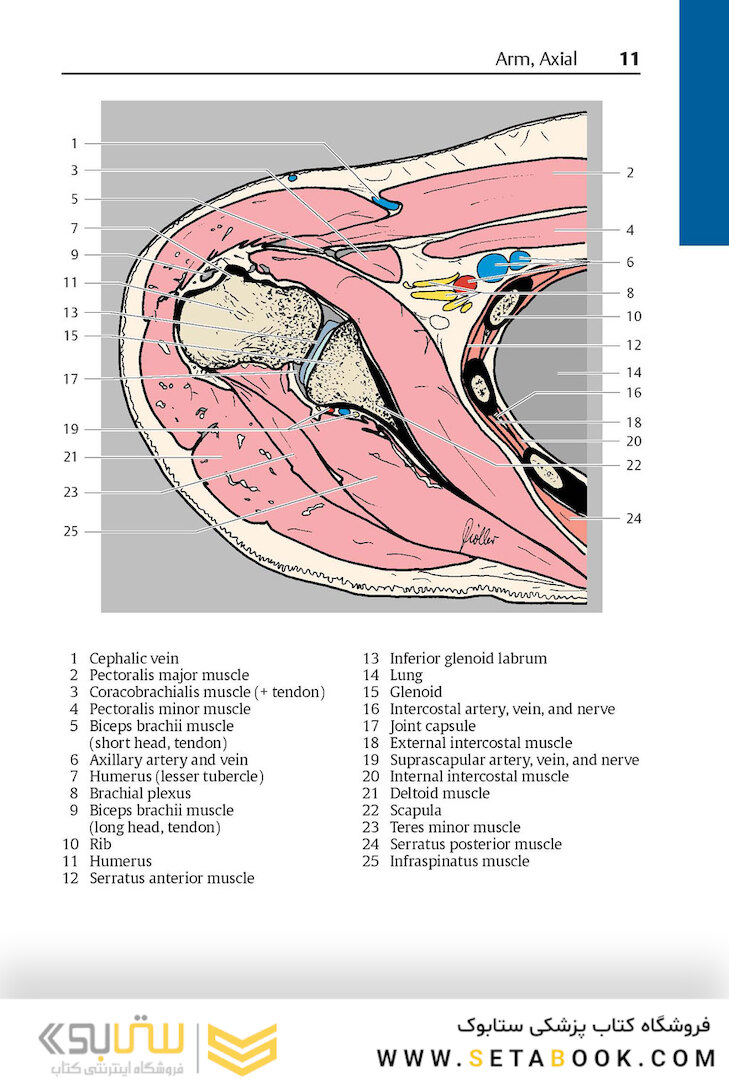 Pocket Atlas of Sectional Anatomy, Volume III, 2nd Edition 2017