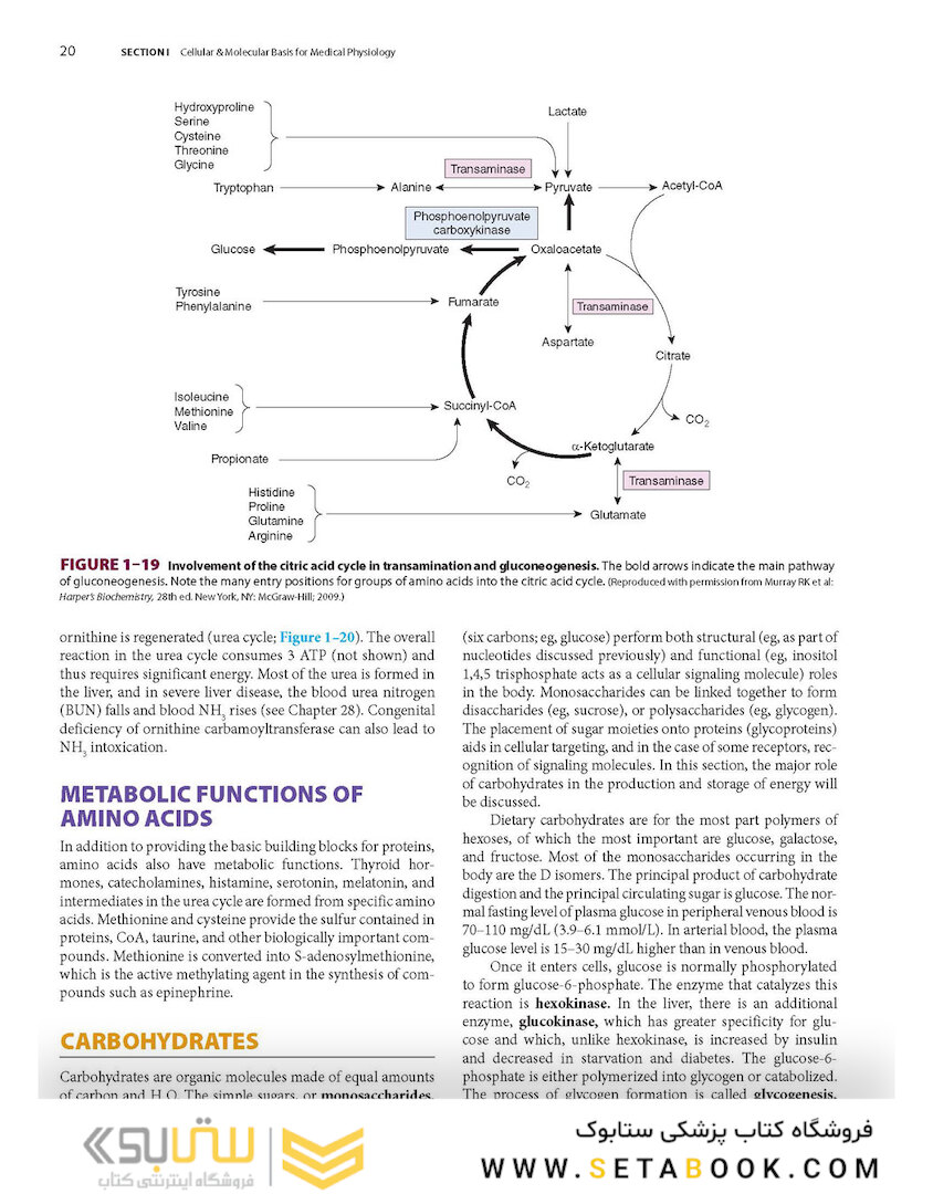 Ganong’s Review of Medical Physiology, Twenty, 26th Edition 2019