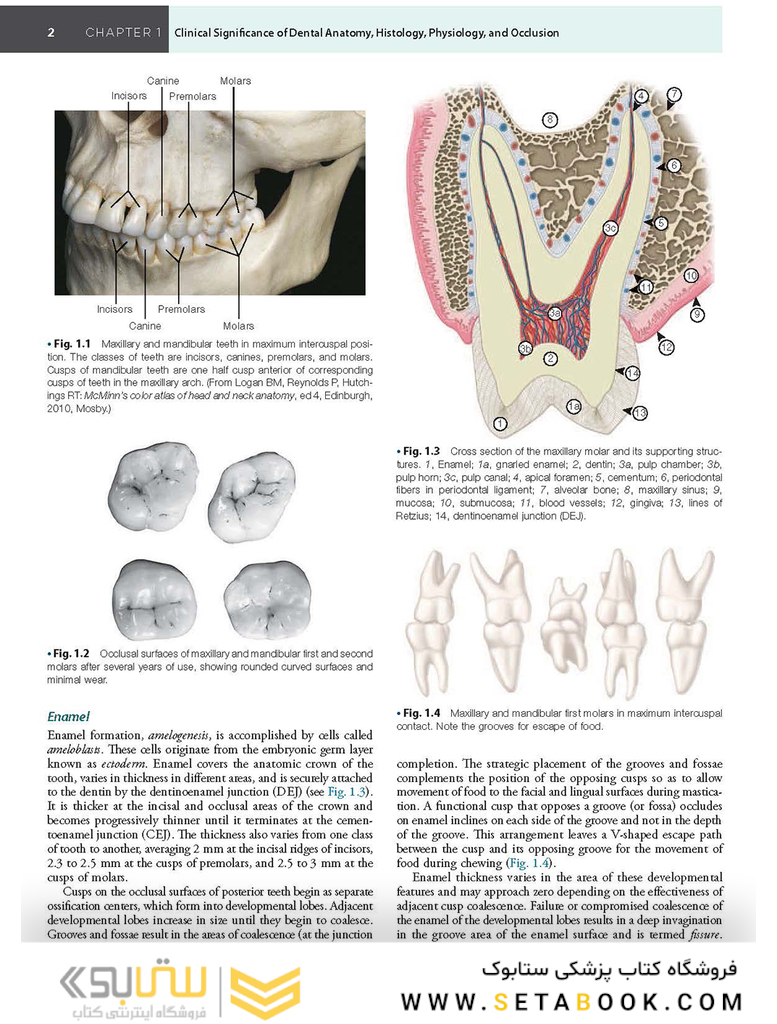 Sturdevant’s Art and Science of Operative Dentistry, 7th Edition2018