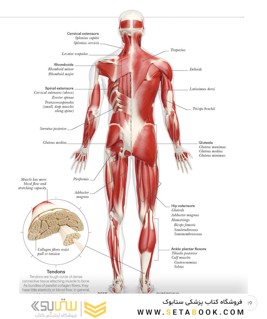 Science of Yoga: Understand the Anatomy and Physiology to Perfect Your Practice2019 علم یوگا: آناتومی و فیزیولوژی را درک کنید