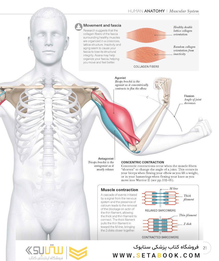 Science of Yoga: Understand the Anatomy and Physiology to Perfect Your Practice2019 علم یوگا: آناتومی و فیزیولوژی را درک کنید
