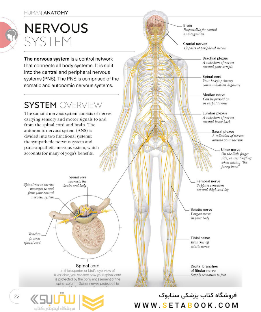 Science of Yoga: Understand the Anatomy and Physiology to Perfect Your Practice2019 علم یوگا: آناتومی و فیزیولوژی را درک کنید
