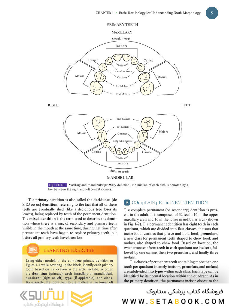 Woelfels Dental Anatomy Ninth Edition 2017
