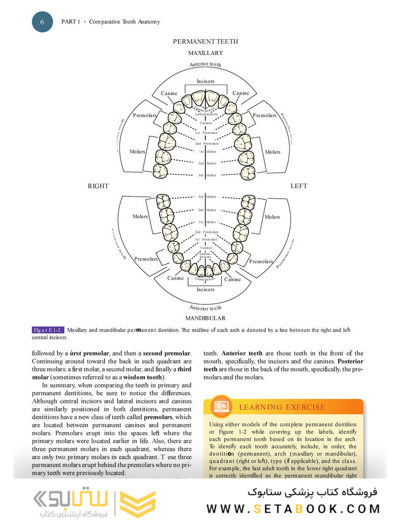 Woelfels Dental Anatomy Ninth Edition 2017