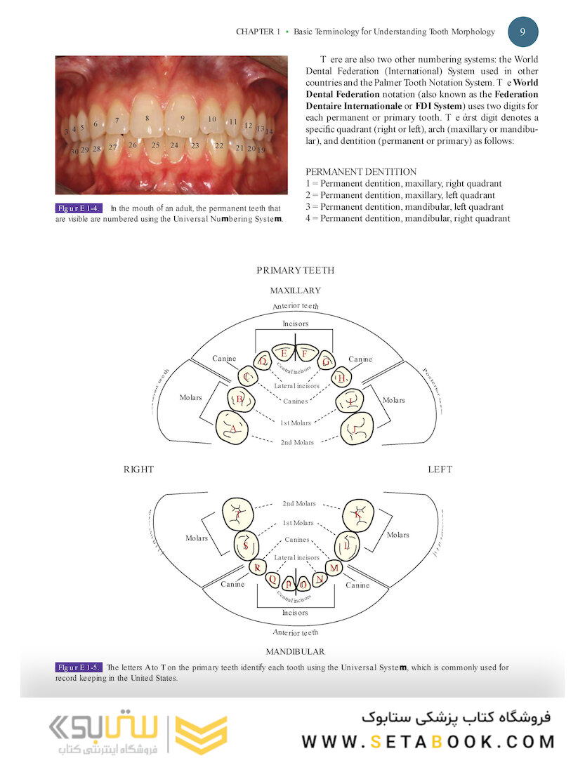 Woelfels Dental Anatomy Ninth Edition 2017