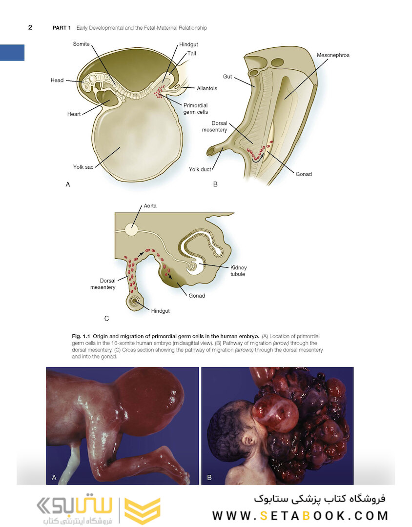 Human Embryology and Developmental Biology 6th Edition2019
