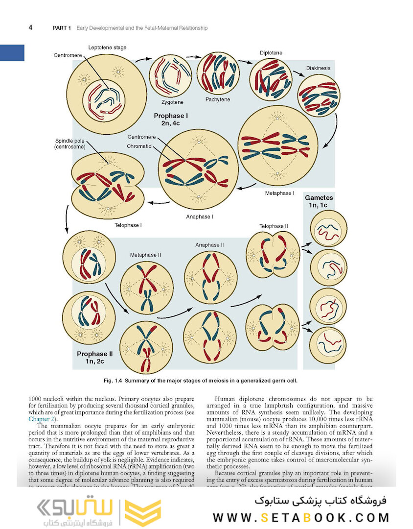 Human Embryology and Developmental Biology 6th Edition2019