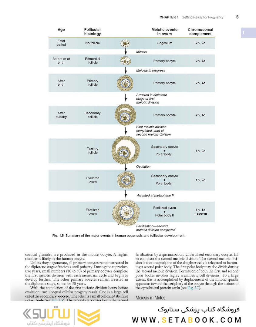 Human Embryology and Developmental Biology 6th Edition2019