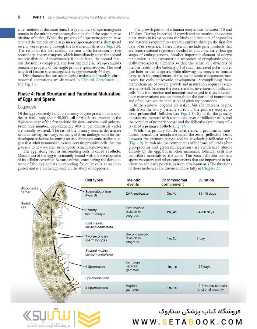 Human Embryology and Developmental Biology 6th Edition2019