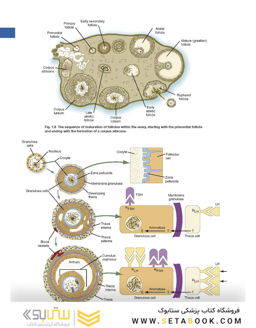 Human Embryology and Developmental Biology 6th Edition2019